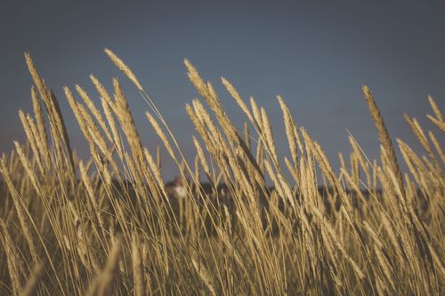 Free Scenic view of wheat field with golden stalks swaying under blue sky. Stock Photo