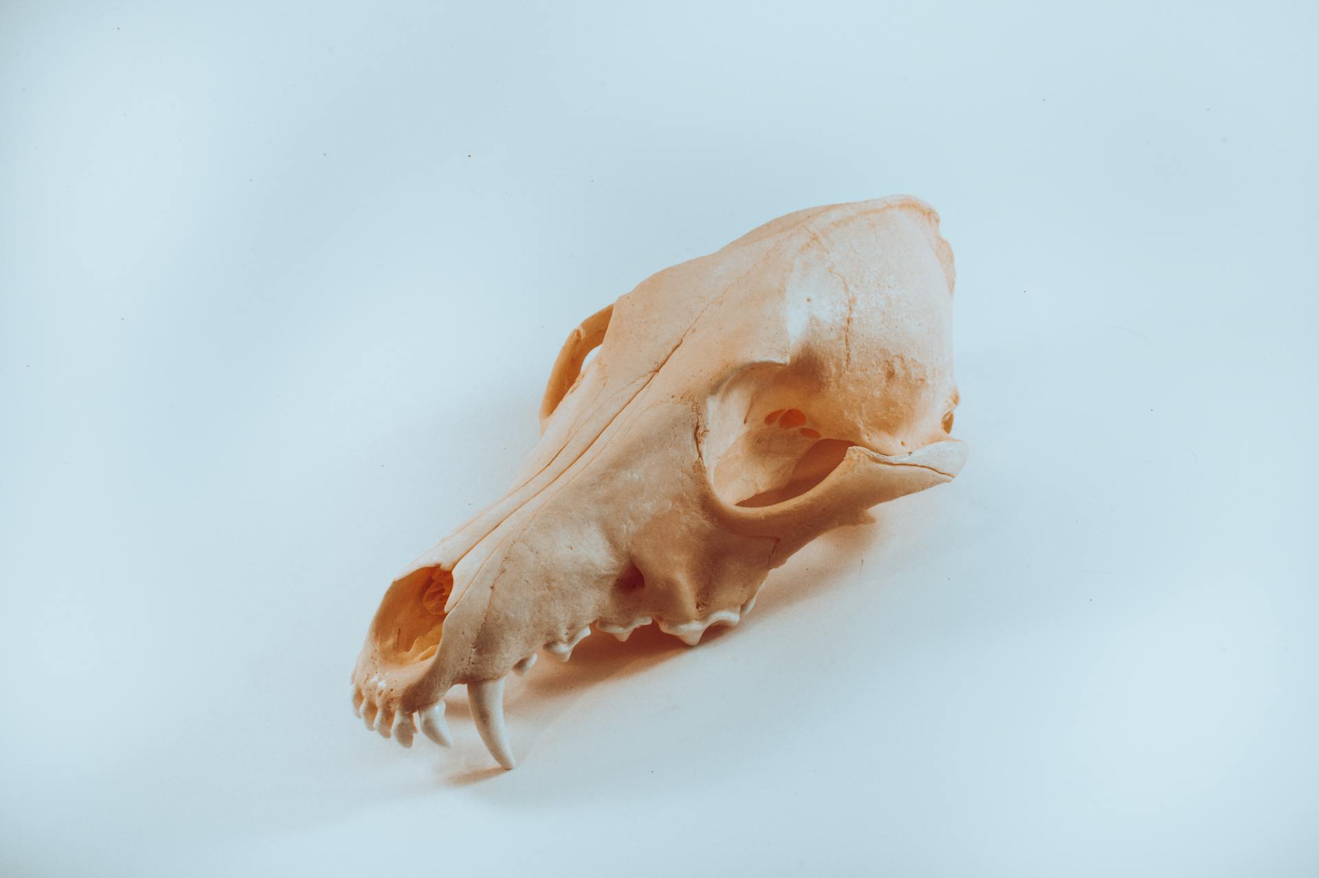 A Close-Up Shot of an Animal Skull