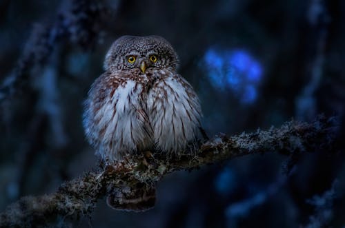 Kostnadsfri bild av eurasisk pygmugla, fågelfotografering, glaucidium passerinum