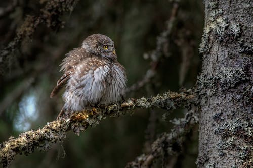 Close-Up Shot of a Eurasian Pygmy Owl Perched on a Tree Branch