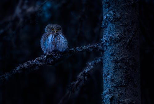 Close-Up Shot of a Eurasian Pygmy Owl Perched on a Tree Branch
