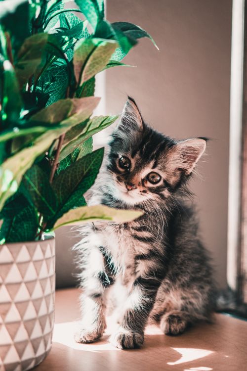 Free Cute Maine Coon kitten posing beside a vibrant potted plant indoors. Stock Photo