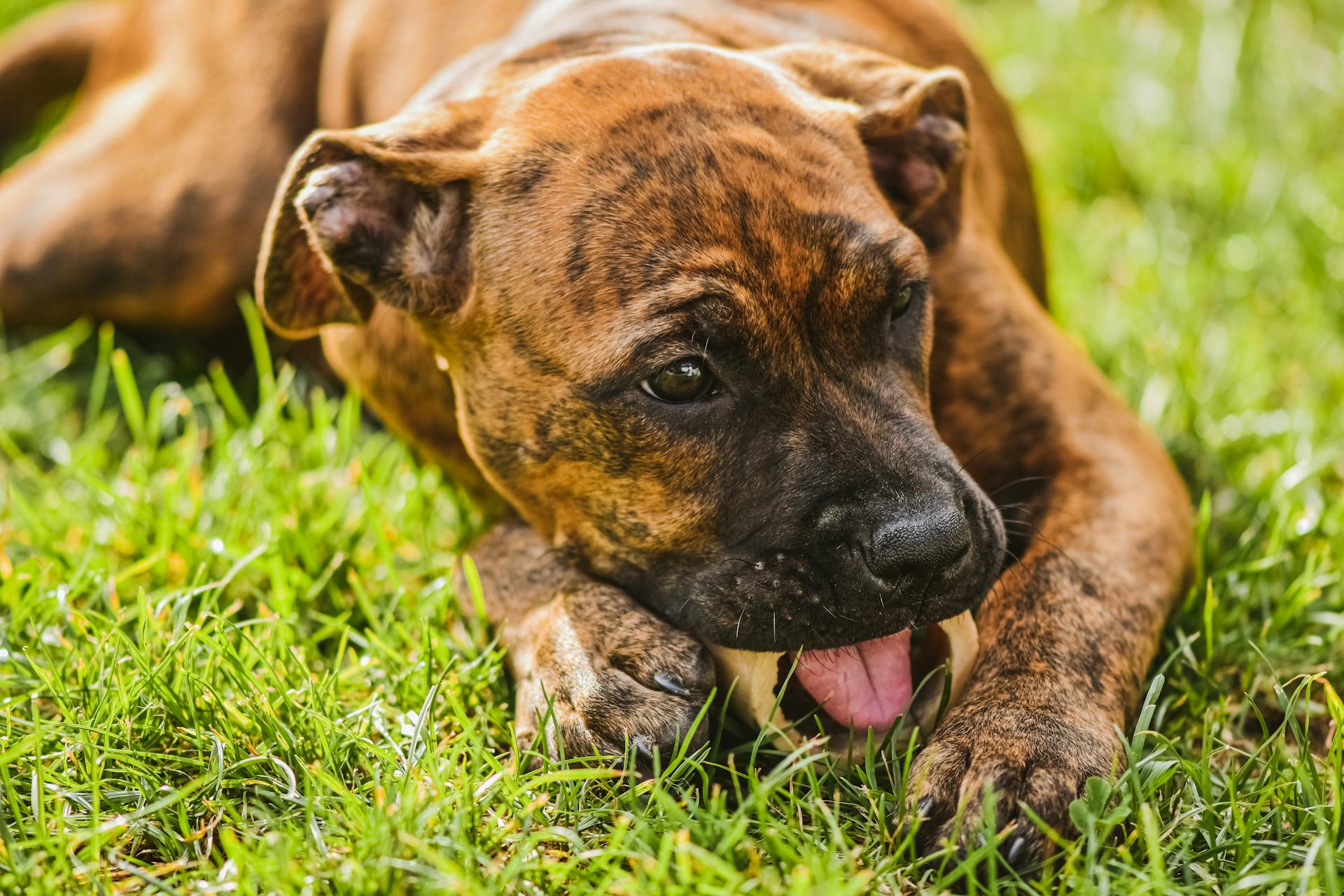 Een hond die een bot eet