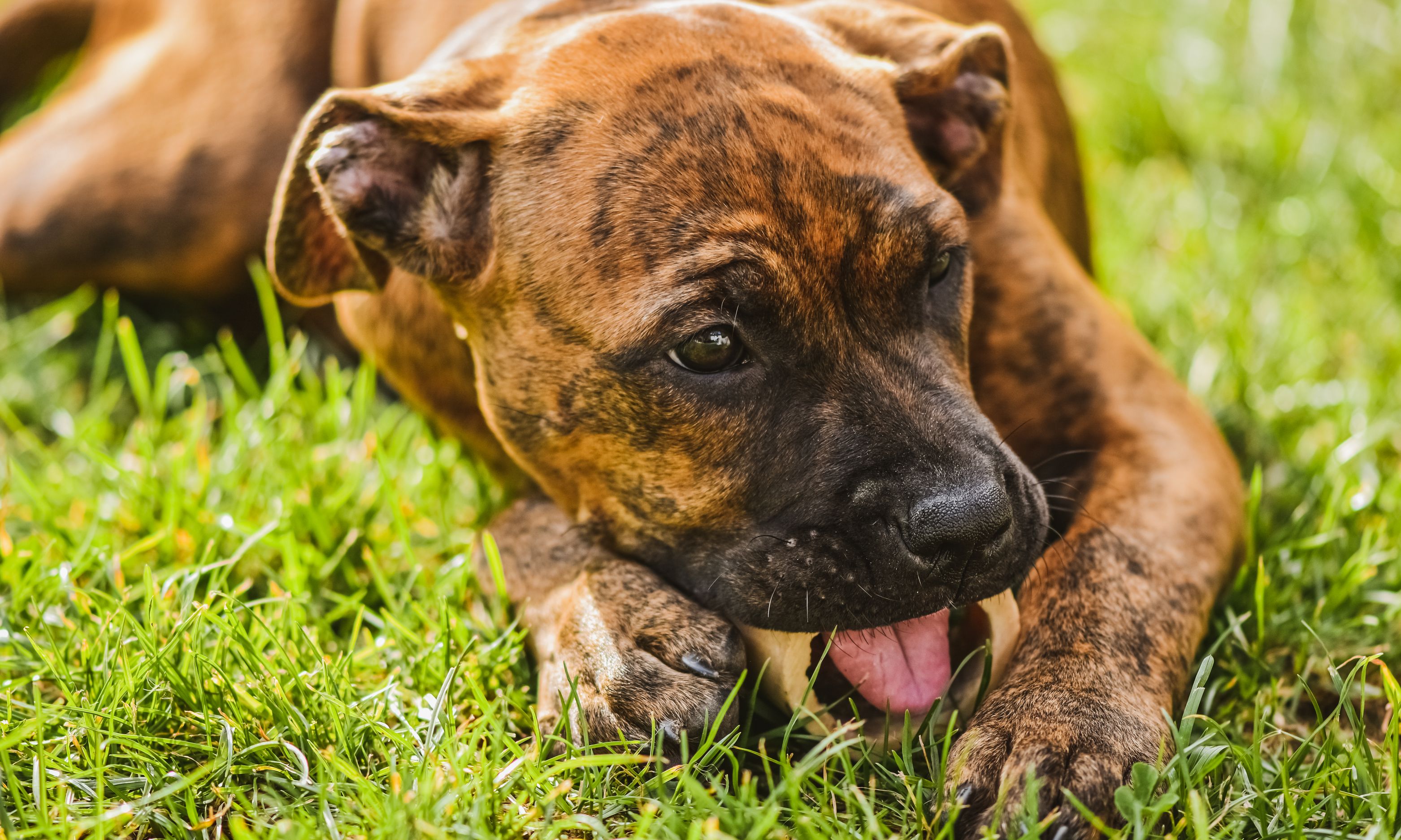 Perro tumbado en la hierba mordiendo un hueso de forma natural. Desmintiendo mitos sobre perros. Perro tumbado en la hierba mordiendo un hueso de forma natural. Desmintiendo mitos sobre perros.