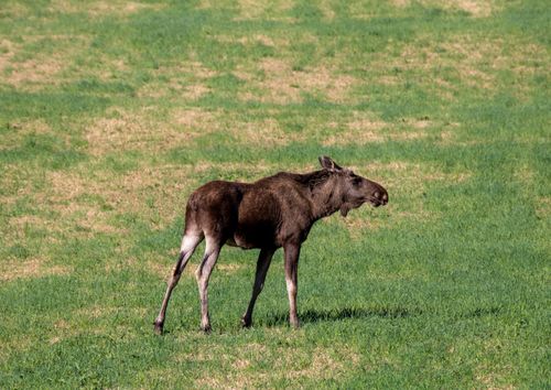 Free A young moose stands in a lush green field in Tylldal, Norway, showcasing serene wildlife. Stock Photo