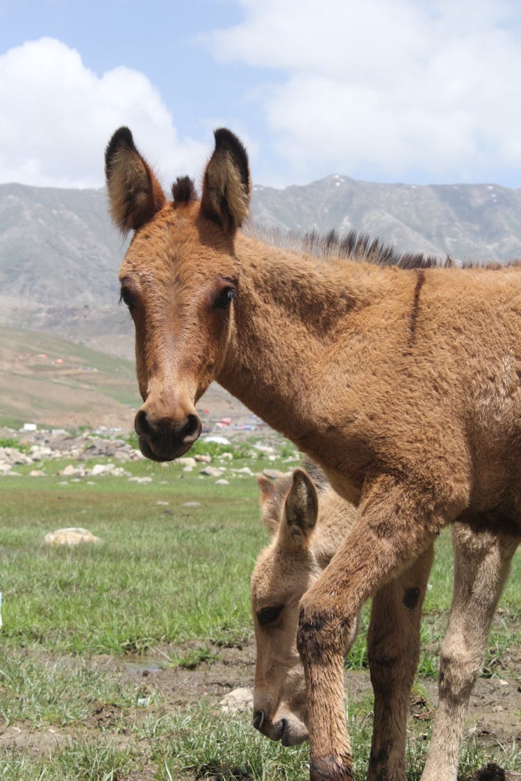 A Mule In A Field