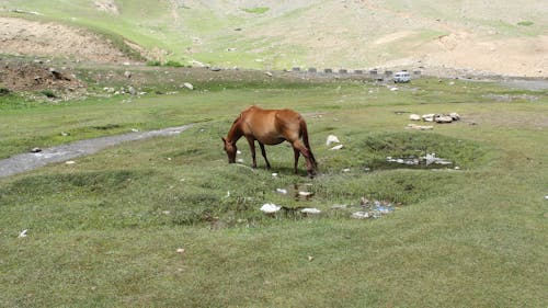 Free stock photo of beautiful scenery, brown, brown horse Stock Photo