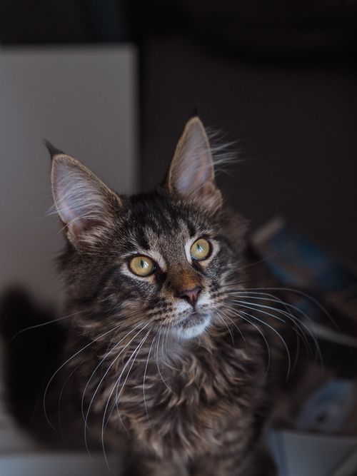 Free Close-up portrait of a Maine Coon cat with striking fur and whiskers indoors. Stock Photo