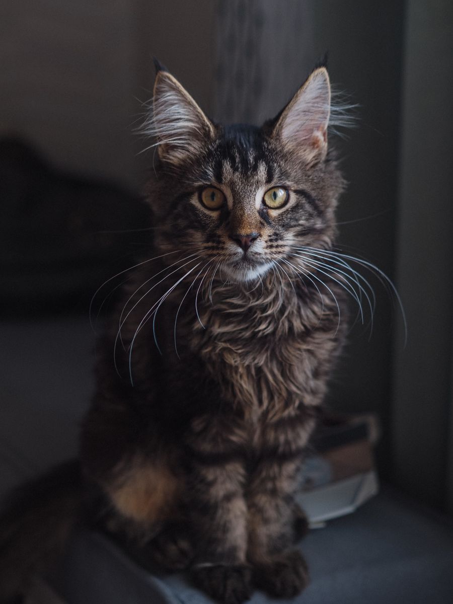 Maine Coon : prix en France et budget réel de la première année - 1