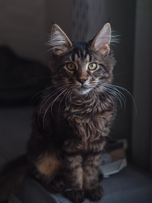 Free Captivating close-up portrait of a Maine Coon cat with prominent whiskers and expressive eyes. Stock Photo