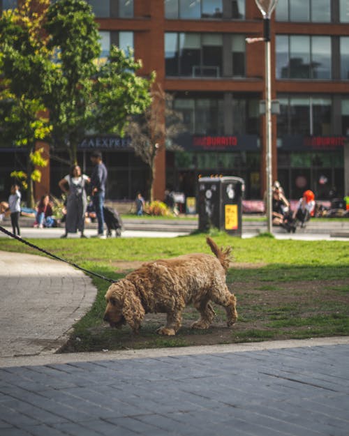 Gratis lagerfoto af cocker-spaniel, dyr, dyrefotografering