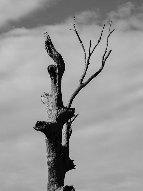 A Grayscale of a Tree under a Cloudy Sky