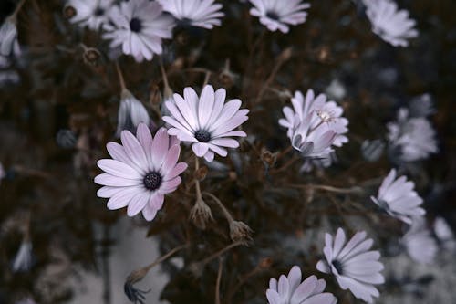 Close-Up Shot of Flowers 