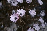 Purple Flower in Tilt Shift Lens