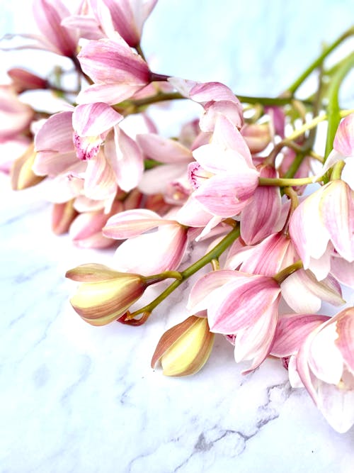 Free Pink and White Flowers on White Surface Stock Photo