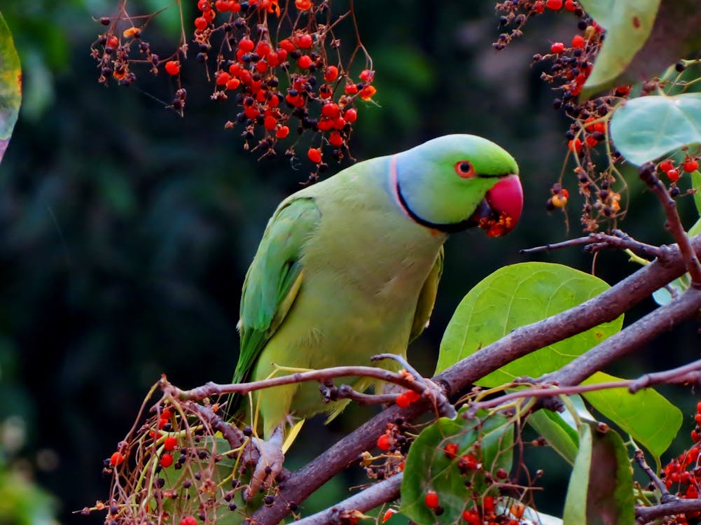 無料 灰色の枝に緑と赤のくちばしの鳥 写真素材