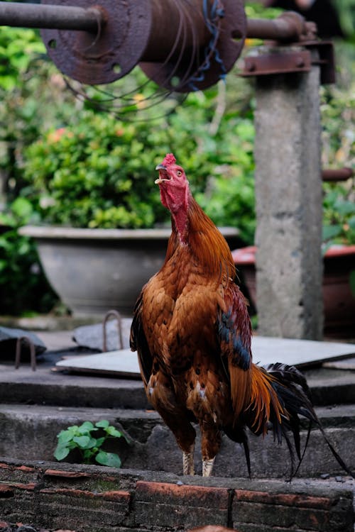 Fotobanka s bezplatnými fotkami na tému fotografovanie vtákov, hlúposť, kohútik