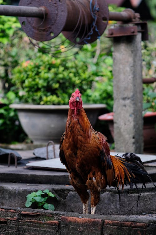 A Brown Rooster