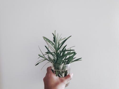 Person Holding Green Leaf Plant