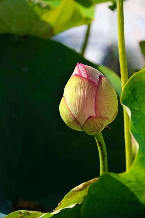 Fotos de stock gratuitas de brotar, de cerca, flor