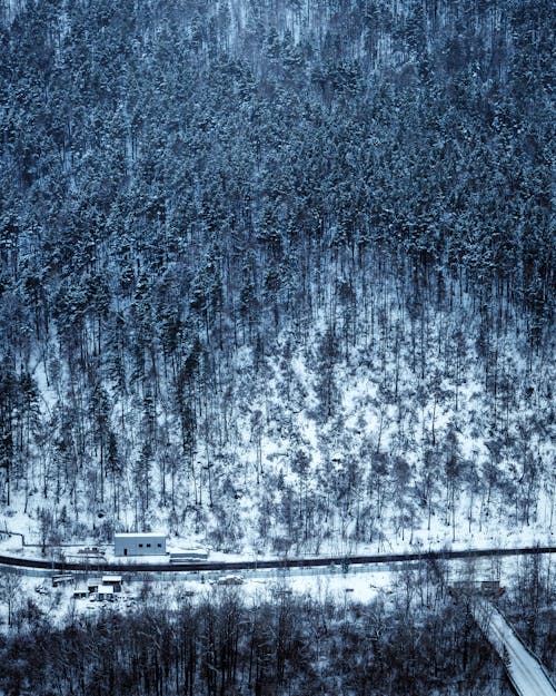 Bezpłatne Darmowe zdjęcie z galerii z drzewa, krajobraz, las Zdjęcie z galerii