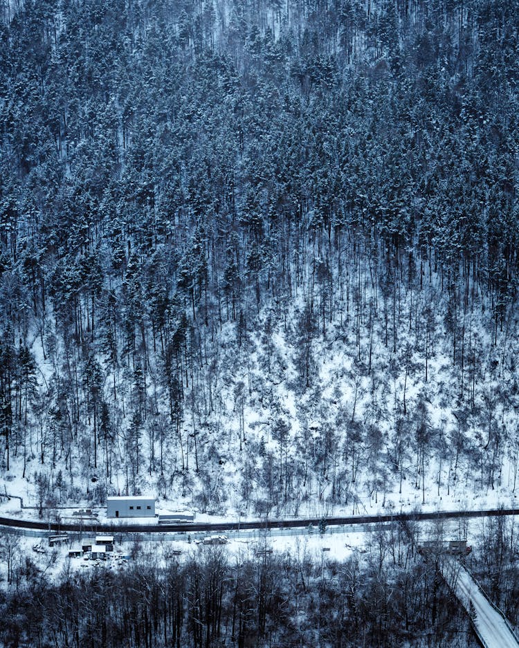 Photo Of A Forest In Winter 