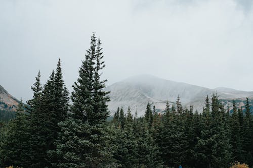 Pine Trees in the Forest