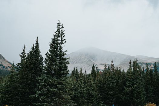 Lush coniferous trees under a misty sky in the Rocky Mountains, Colorado.