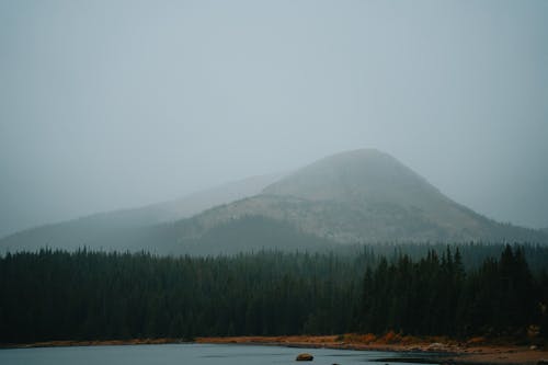 Pine Trees near the Lake