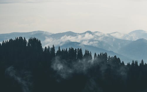 無料 山の松の木の空中写真 写真素材