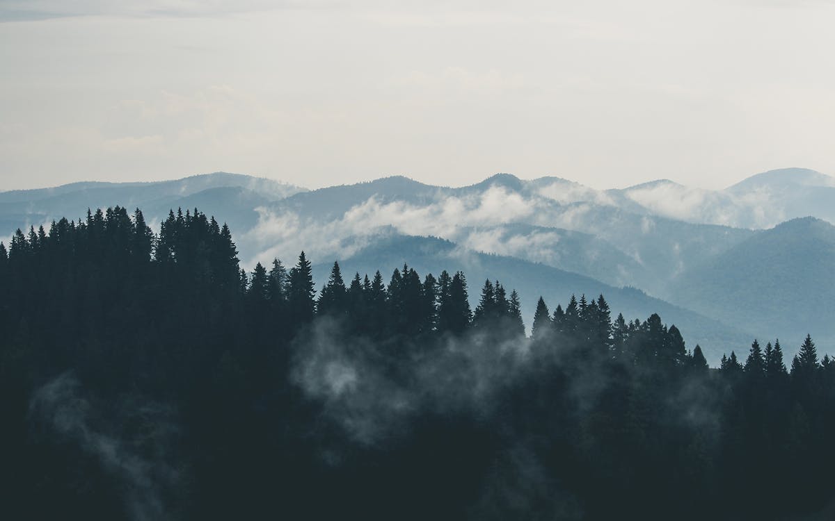 Aerial Photography of Pine Trees on the Mountain