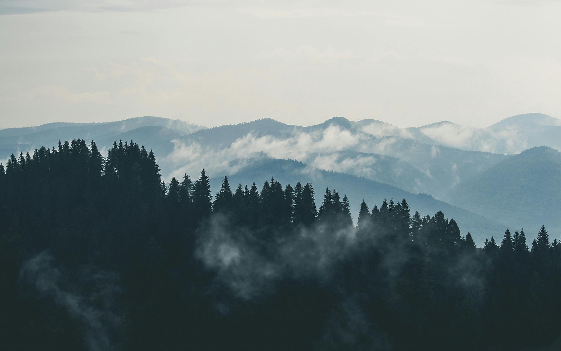 Photo gratuite de brouillard, for\u00eat, montagnes