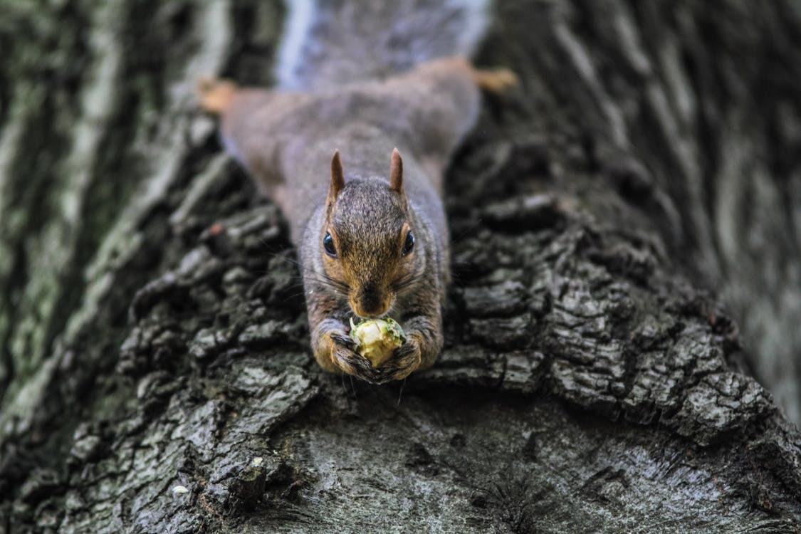 무료 나무 껍질에 갈색 다람쥐 스톡 사진