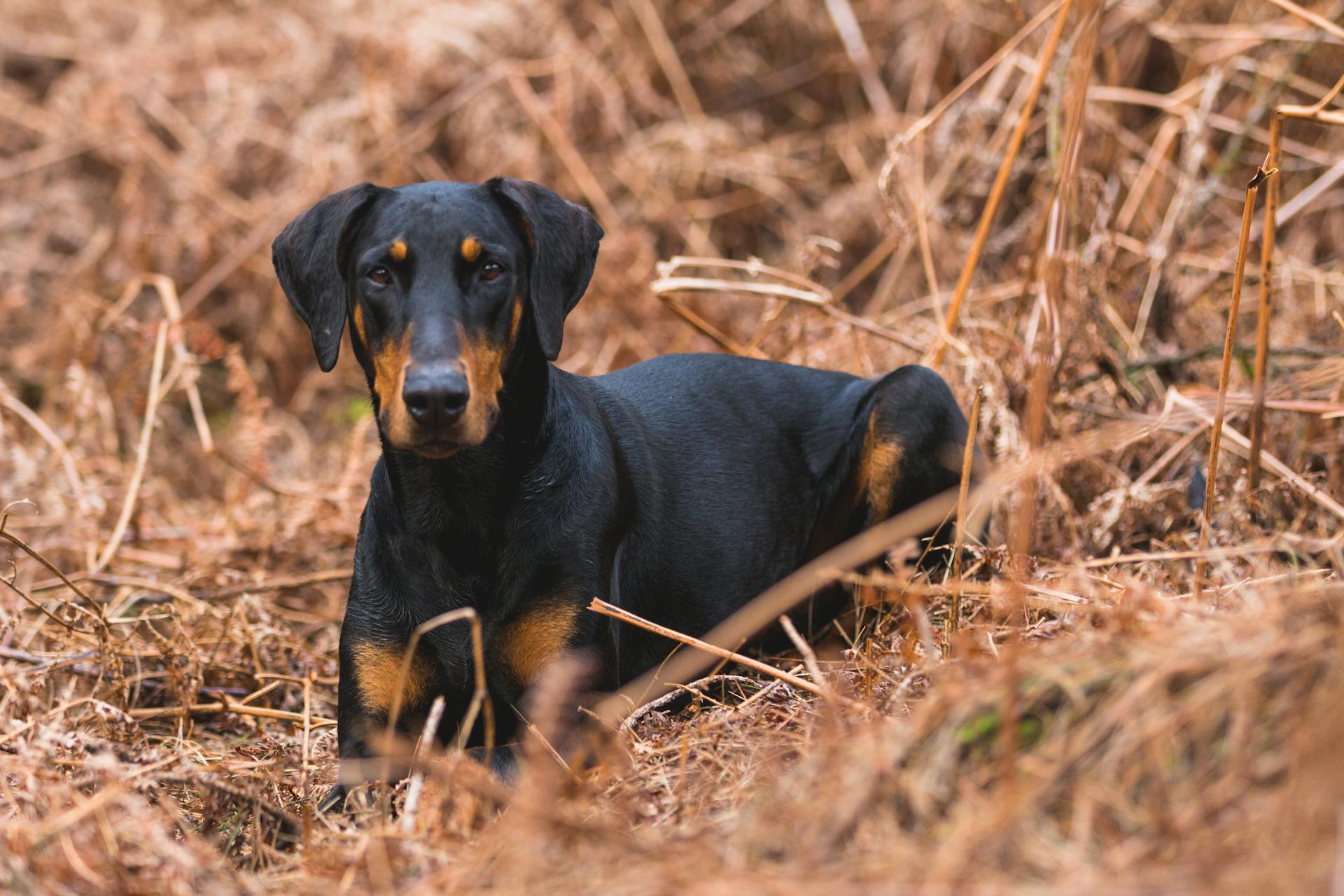 Short-coated Black and Brown Dog on Brown Grass Field