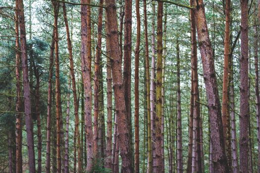 A serene view of a tall, dense pine forest focuses on trunks and greenery.
