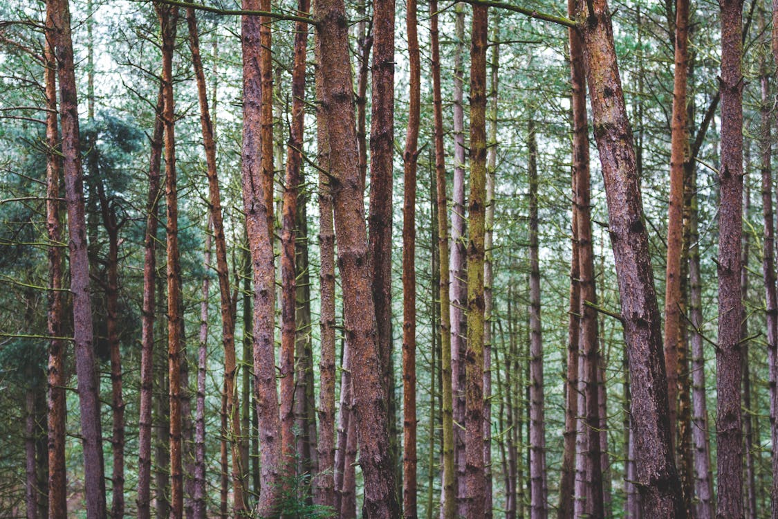 Základová fotografie zdarma na téma borovice, jehličnan, kmen