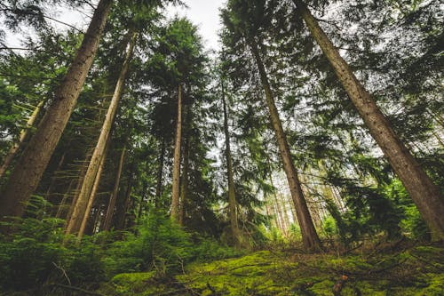 бесплатная Низкий угол обзора деревьев в лесу Стоковое фото
