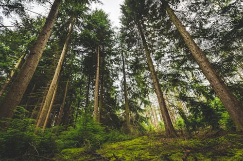 Pemandangan Pohon Di Hutan Dari Sudut Rendah