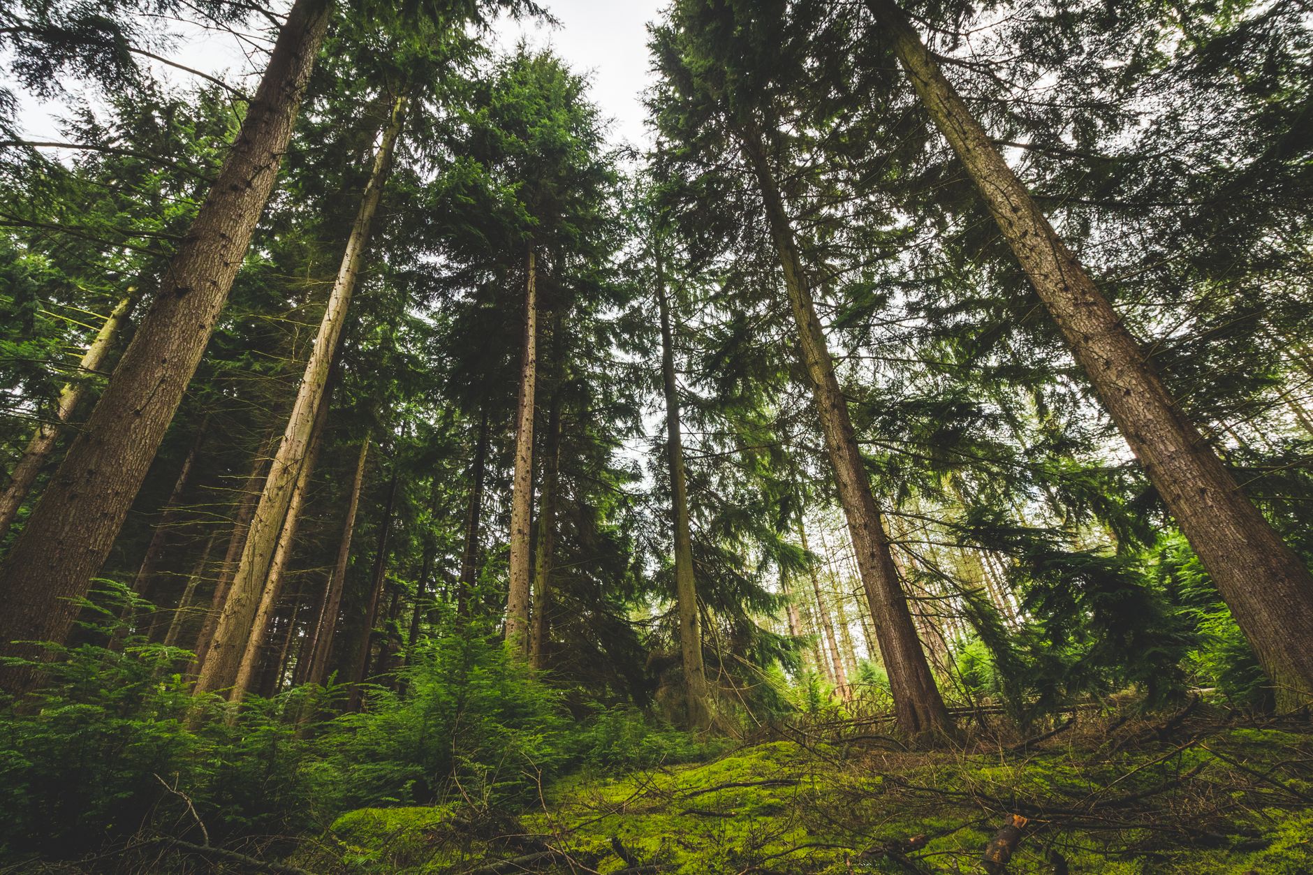 Low Angle View of Trees on Forest · Free Stock Photo