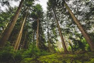 郁郁葱葱的绿色森林中，高耸的常绿树木营造出一片宁静的环境