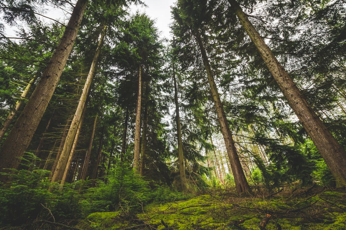 Low Angle View of Trees on Forest