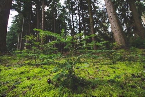 Free stock photo of forest, tree, woods