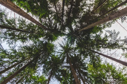 Free stock photo of forest, tall, tree