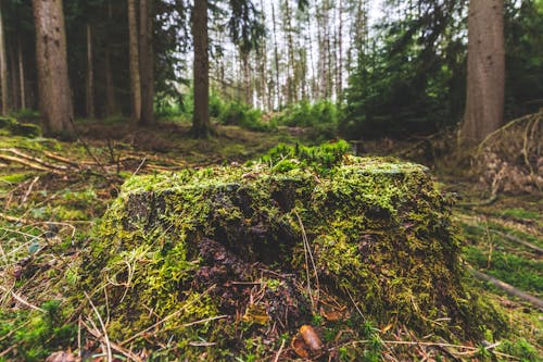 Free stock photo of forest, stump, tree