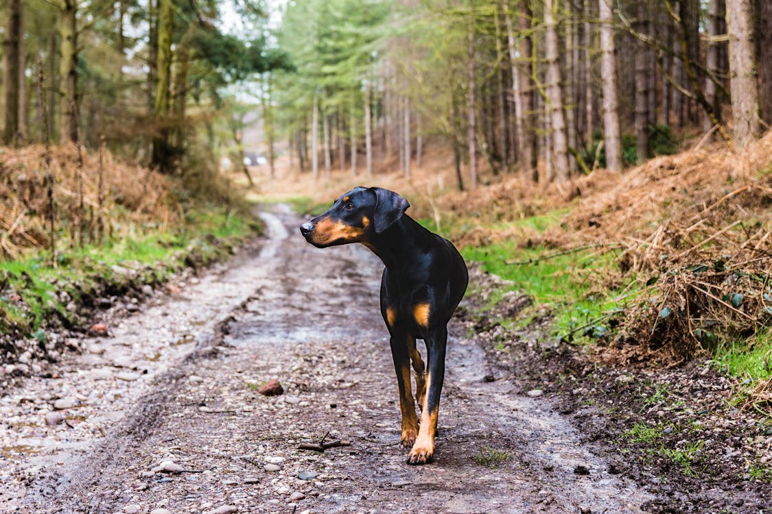 Short-coated Black and Brown Dog