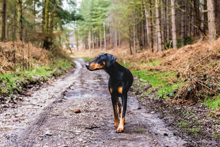 A Doberman walks along a muddy forest trail in daylight, amidst lush greenery.