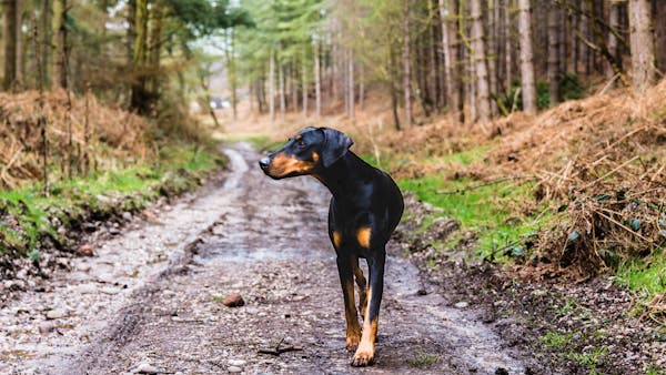 A Doberman walks along a muddy forest trail in daylight, amidst lush greenery.