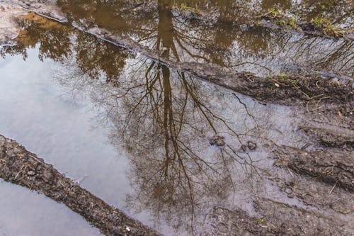 Free stock photo of puddle, reflection, tree