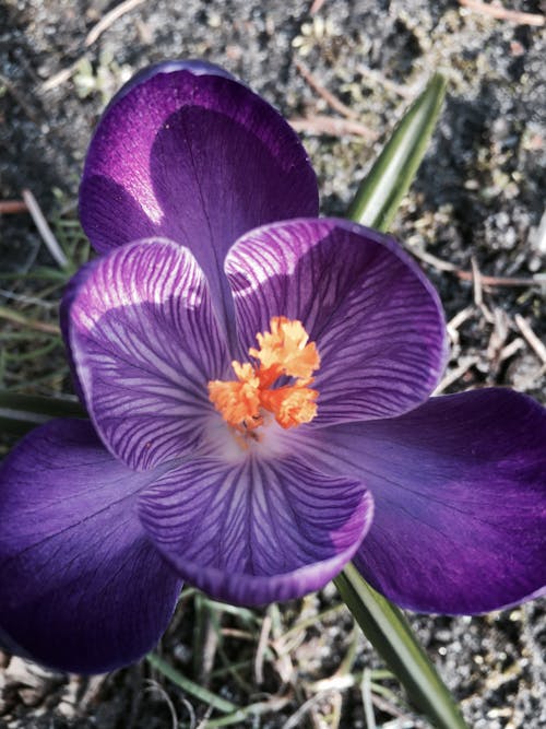 Безкоштовне стокове фото на тему «безтурботний, весна квітка, весняні квіти»