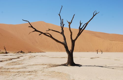 Free A Leafless Tree on the Desert Stock Photo